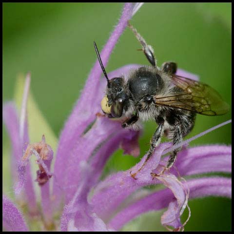 Orange-tipped Wood-digger Bee
