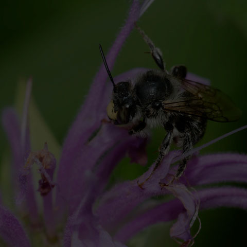 Orange-tipped Wood-digger Bee