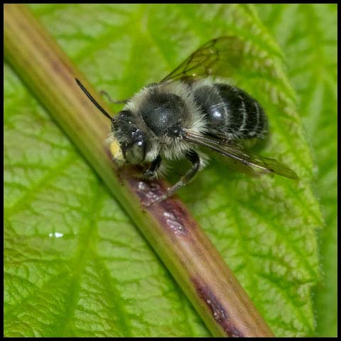 Orange-tipped Wood-digger Bee