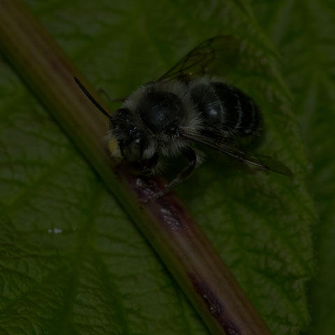 Orange-tipped Wood-digger Bee