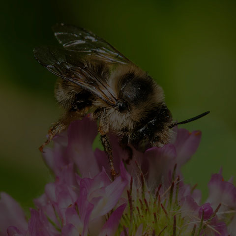 Orange-tipped Wood-digger Bee
