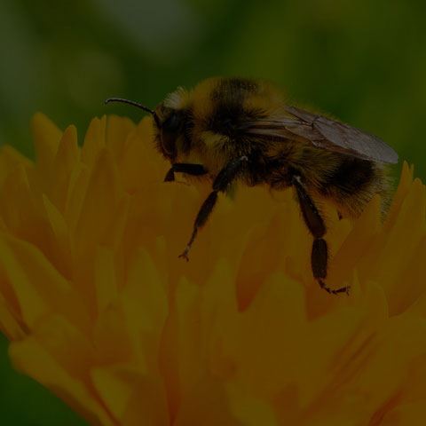 Red-belted Bumble Bee