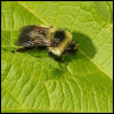 Red-belted Bumble Bee