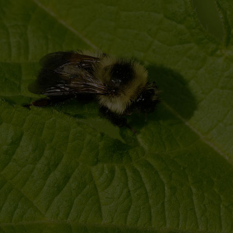 Red-belted Bumble Bee