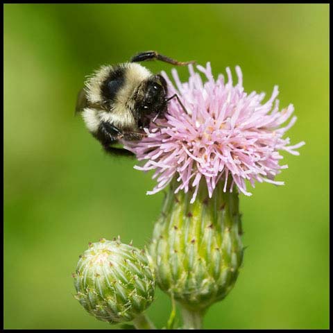 Red-belted Bumble Bee
