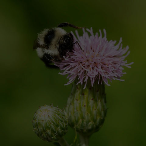 Red-belted Bumble Bee