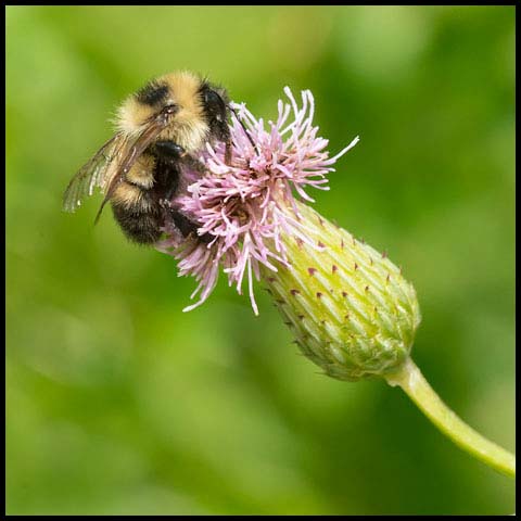 Red-belted Bumble Bee