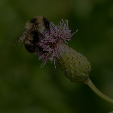 Red-belted Bumble Bee