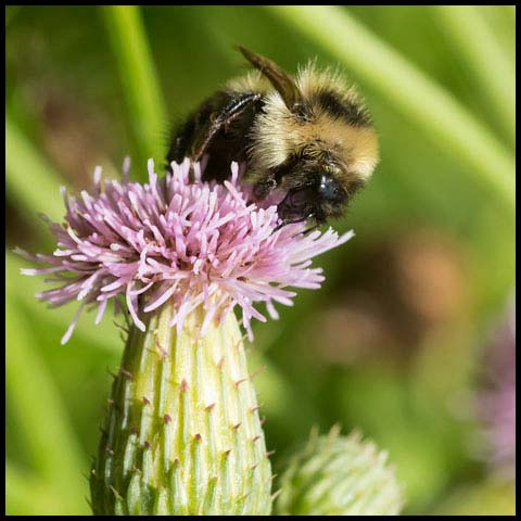 Red-belted Bumble Bee