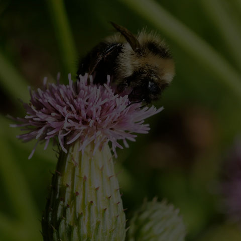 Red-belted Bumble Bee