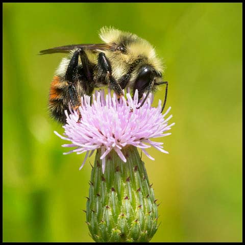 Red-belted Bumble Bee