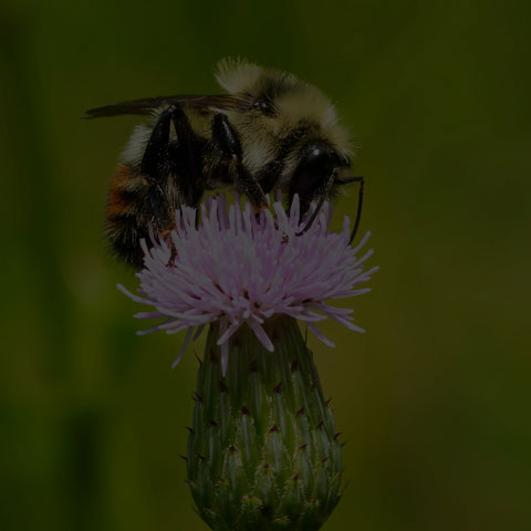 Red-belted Bumble Bee