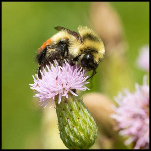 Red-belted Bumble Bee