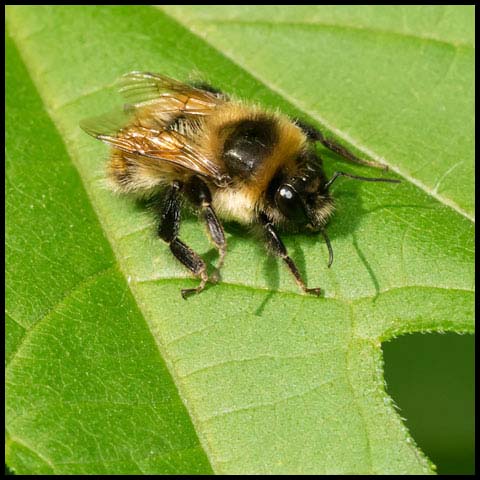 Red-belted Bumble Bee