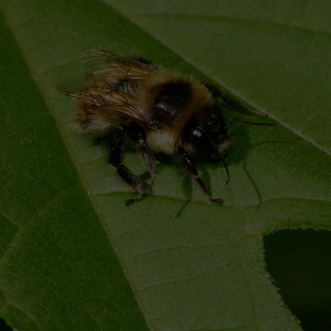 Red-belted Bumble Bee