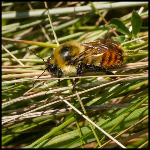 Red-belted Bumble Bee
