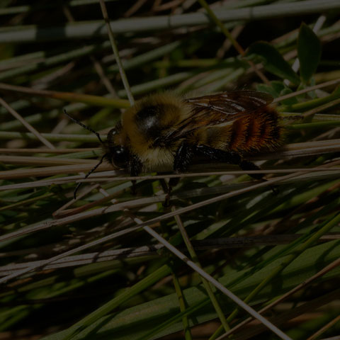 Red-belted Bumble Bee