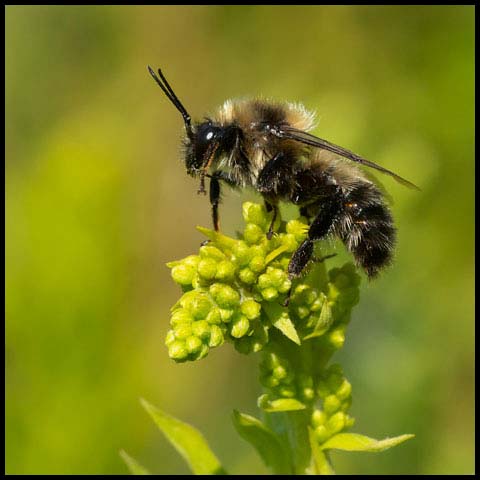 Red-belted Bumble Bee