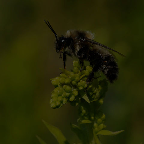 Red-belted Bumble Bee
