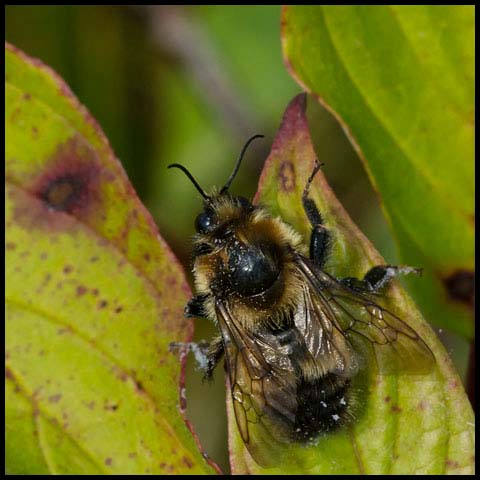 Red-belted Bumble Bee