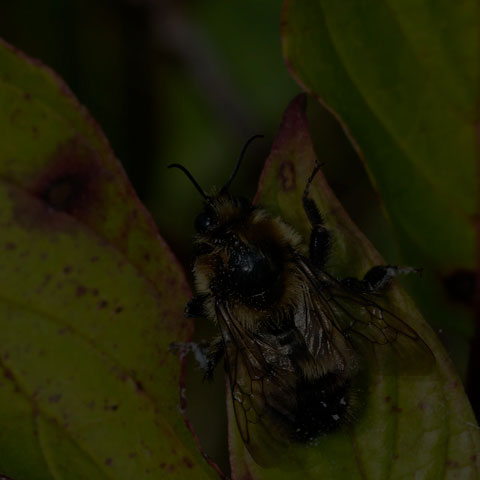 Red-belted Bumble Bee