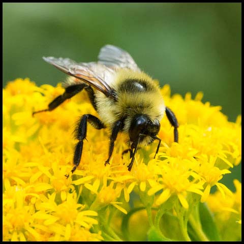 Red-belted Bumble Bee