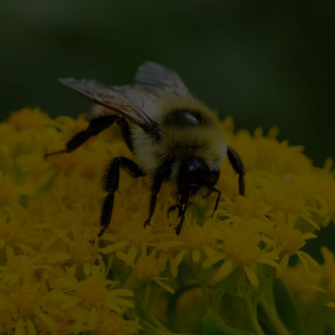Red-belted Bumble Bee