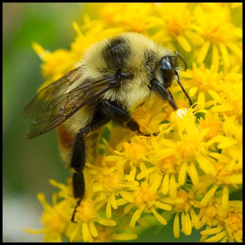 Red-belted Bumble Bee