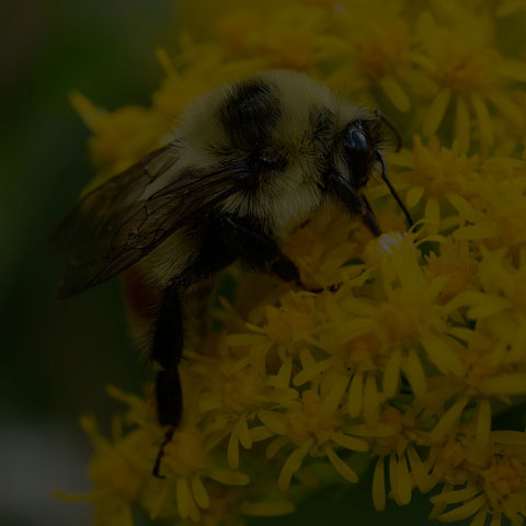 Red-belted Bumble Bee