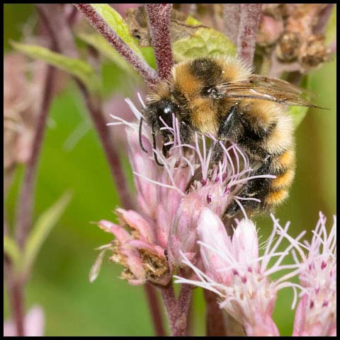 Red-belted Bumble Bee