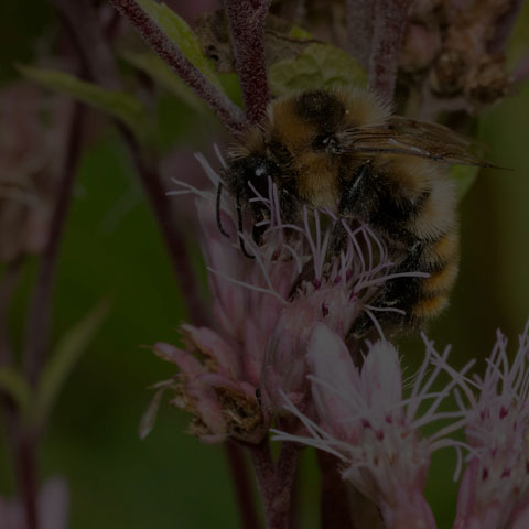 Red-belted Bumble Bee