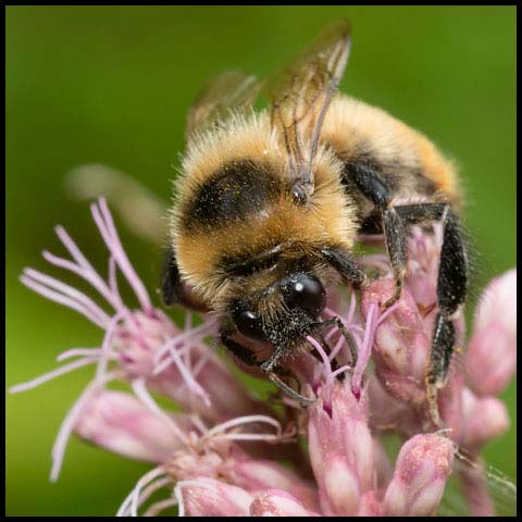 Red-belted Bumble Bee