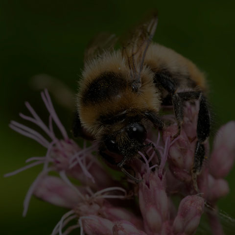 Red-belted Bumble Bee