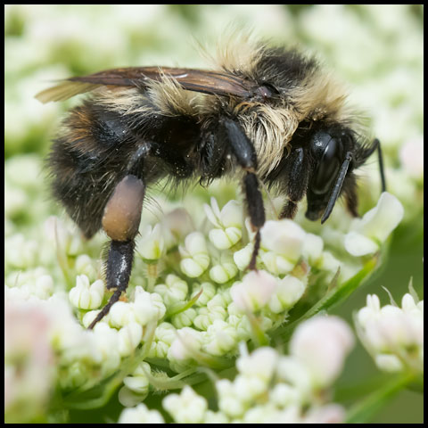 Red-belted Bumble Bee
