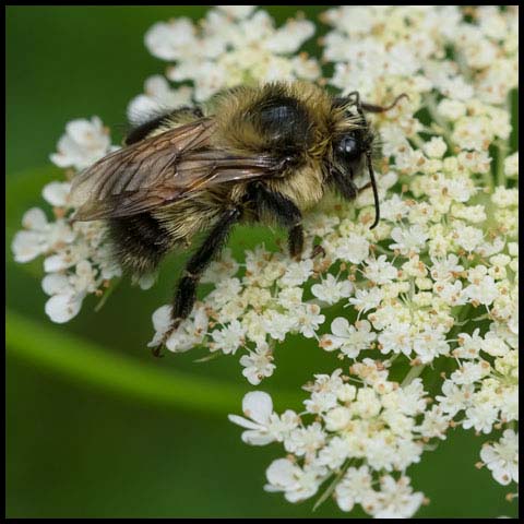 Red-belted Bumble Bee