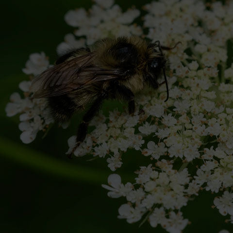 Red-belted Bumble Bee