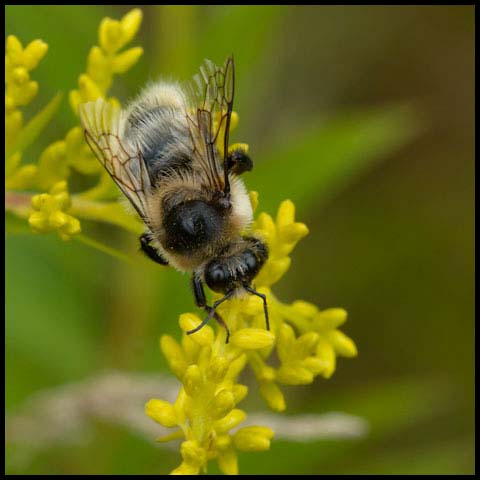 Red-belted Bumble Bee
