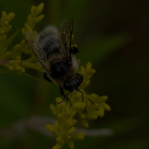 Red-belted Bumble Bee