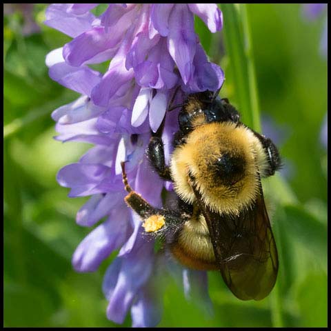 Red-belted Bumble Bee