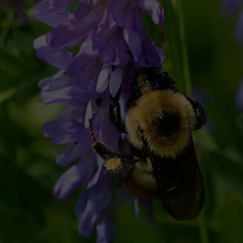 Red-belted Bumble Bee