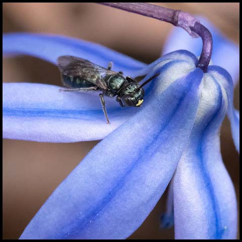 Small Carpenter Bee