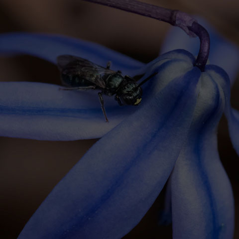 Small Carpenter Bee