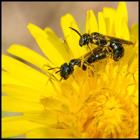 Small Carpenter Bee