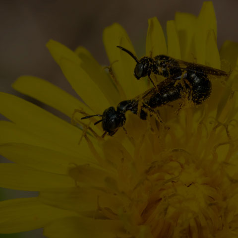 Small Carpenter Bee