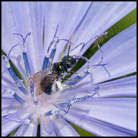 Small Carpenter Bee