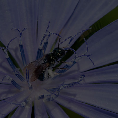 Small Carpenter Bee