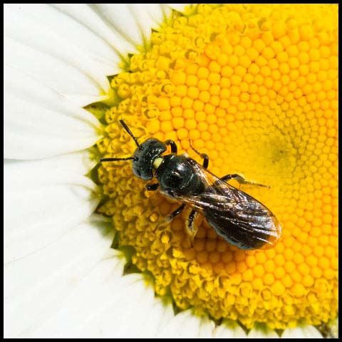 Small Carpenter Bee