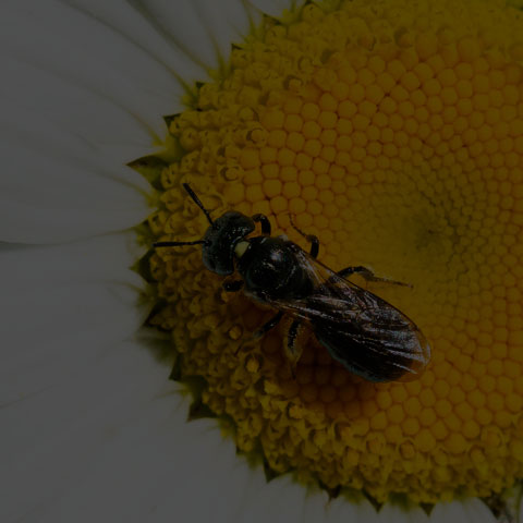 Small Carpenter Bee