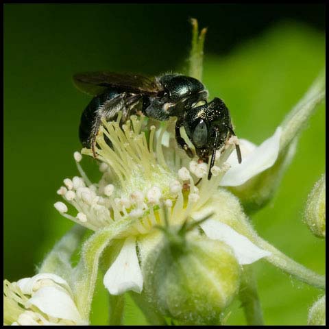 Small Carpenter Bee