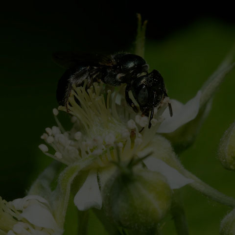Small Carpenter Bee